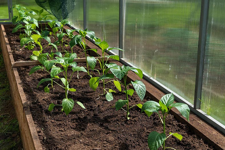 NCA to establish plant medicine school in Pelada