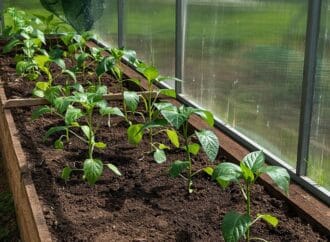 Nicoya to cap plant medicine offerings in Nosara