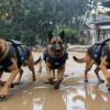 Remote-Controlled Attack Dogs Roaming Freely In K